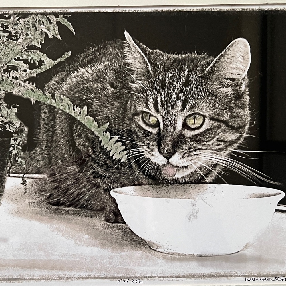 Cat black and white print framed